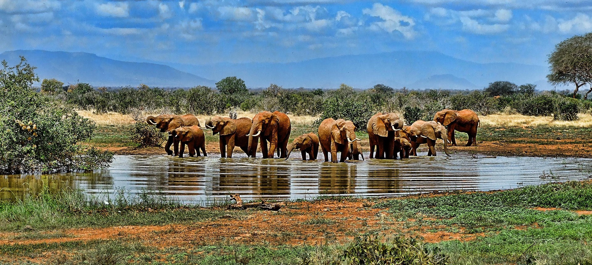 Home africaelephants