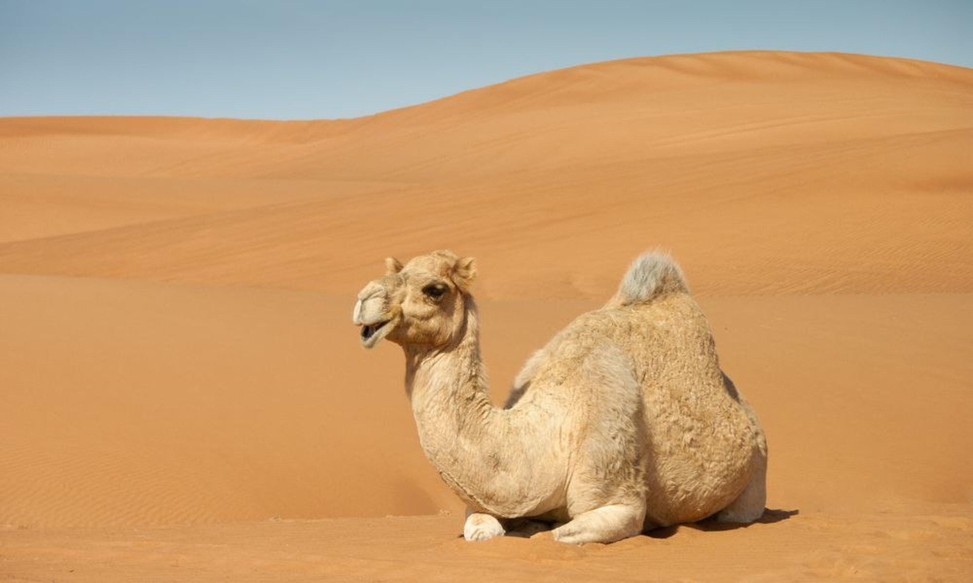 sahara