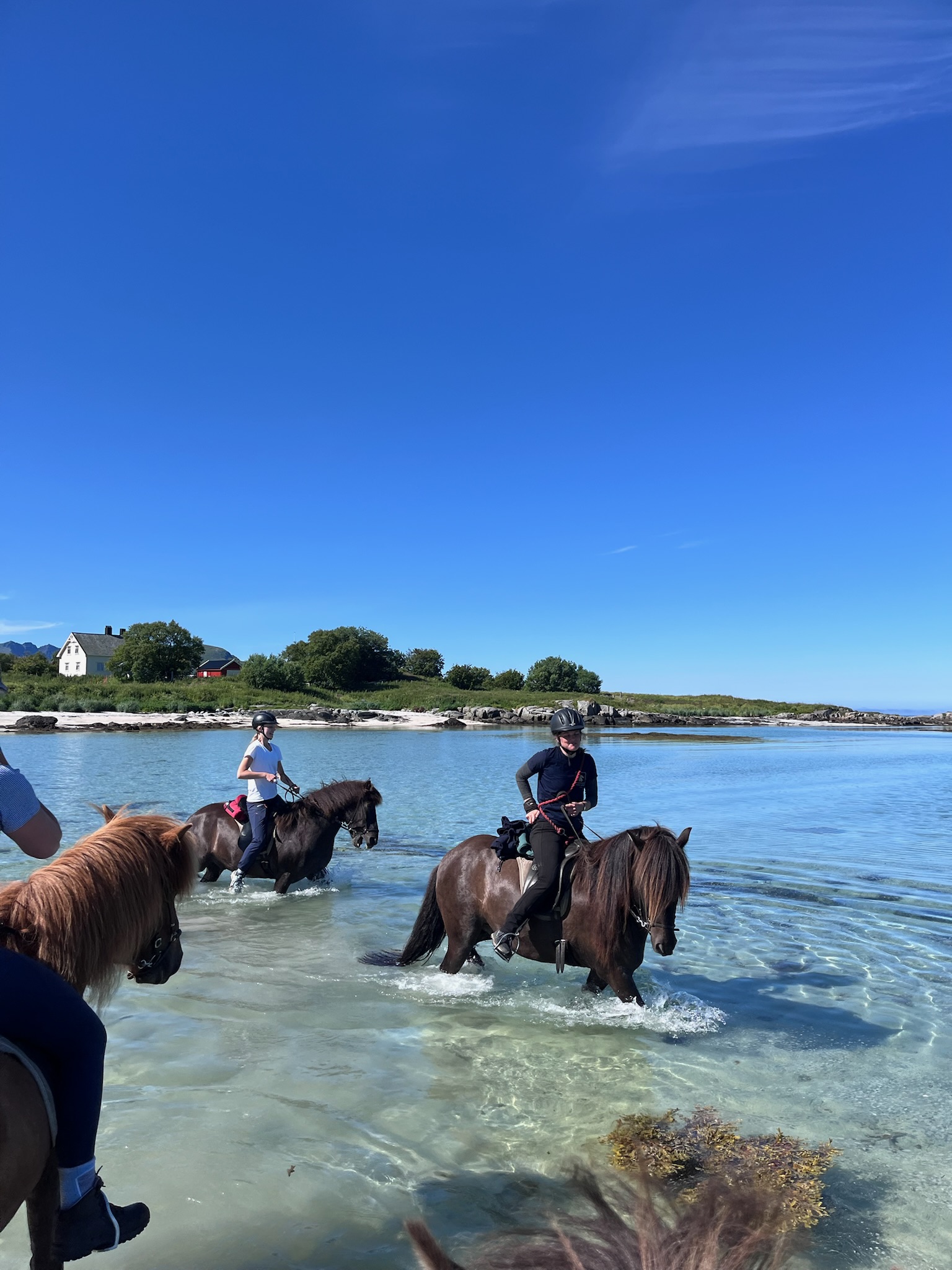 lofoten ponies